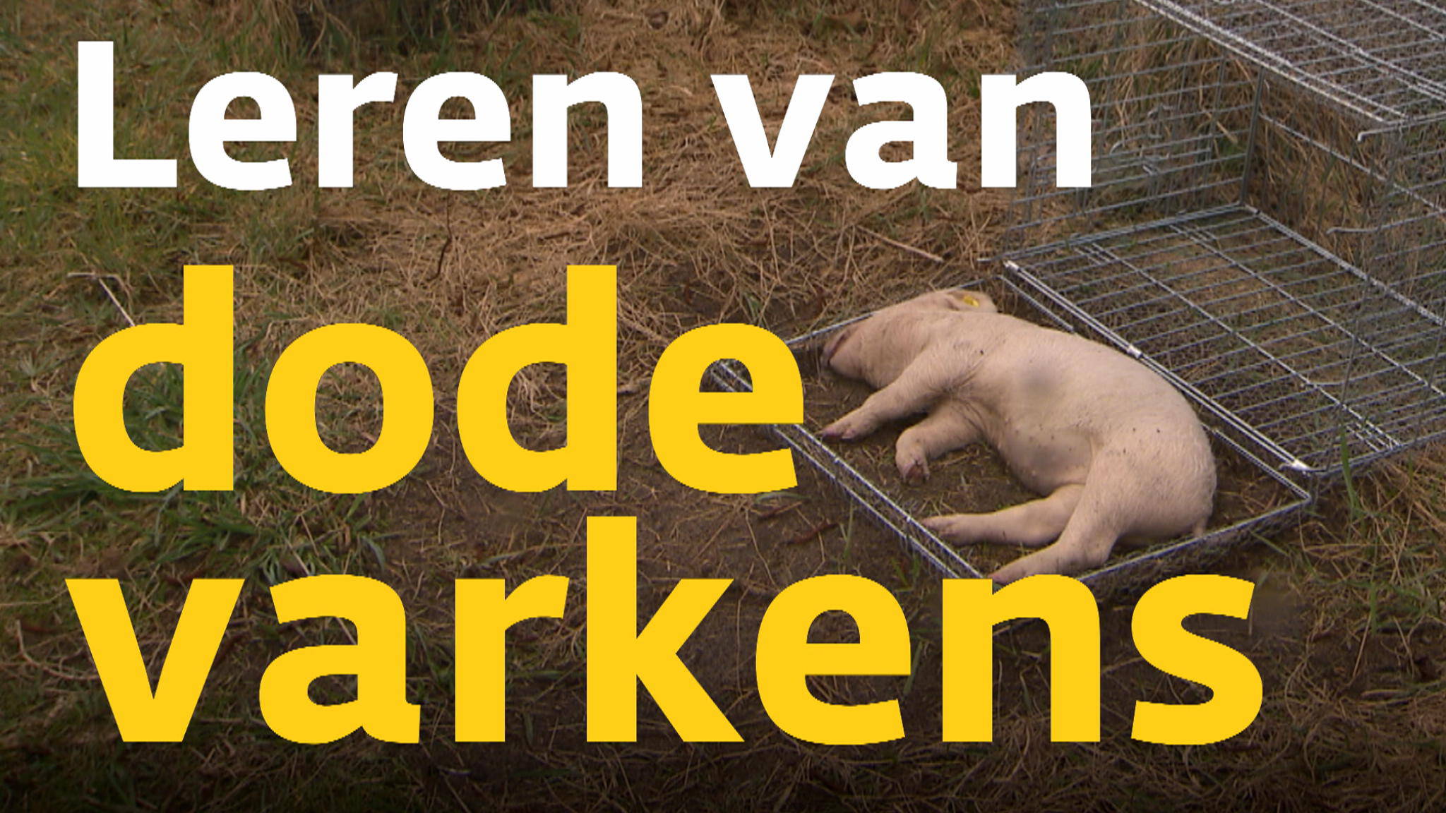 Onderzoek naar de ontbinding van dode varkens | Nieuwsuur
