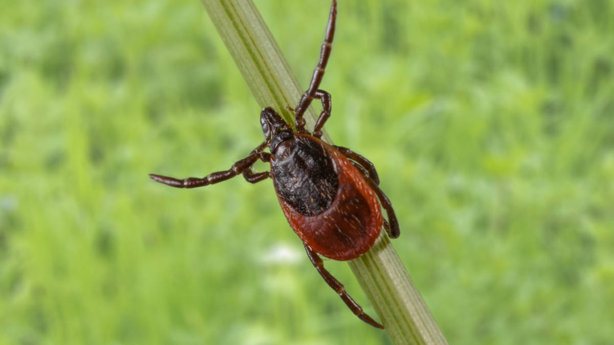Steeds meer mensen hebben de ziekte van Lyme