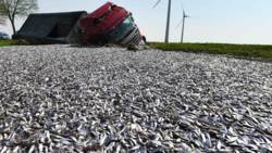 Vrachtwagen verliest 20 ton vis bij ongeluk. Vrachtwagen verliest 20 ton vis bij ongeluk.