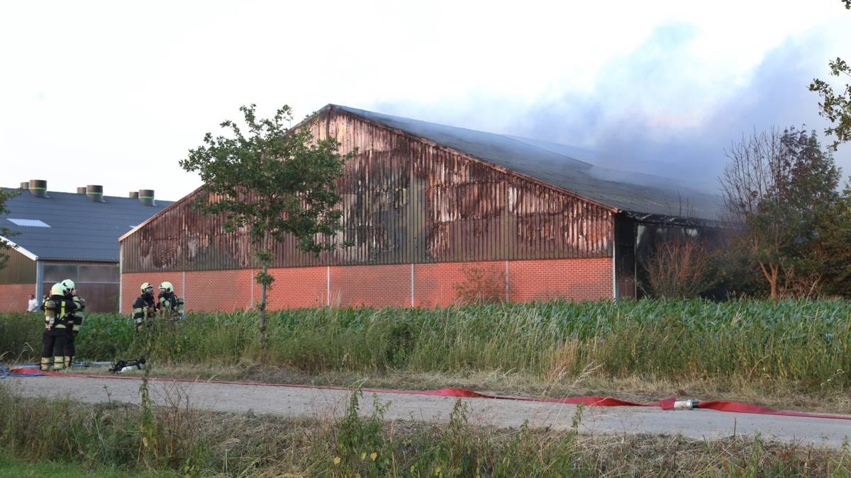 Stalbrand in Haps kost 450 kalveren het leven