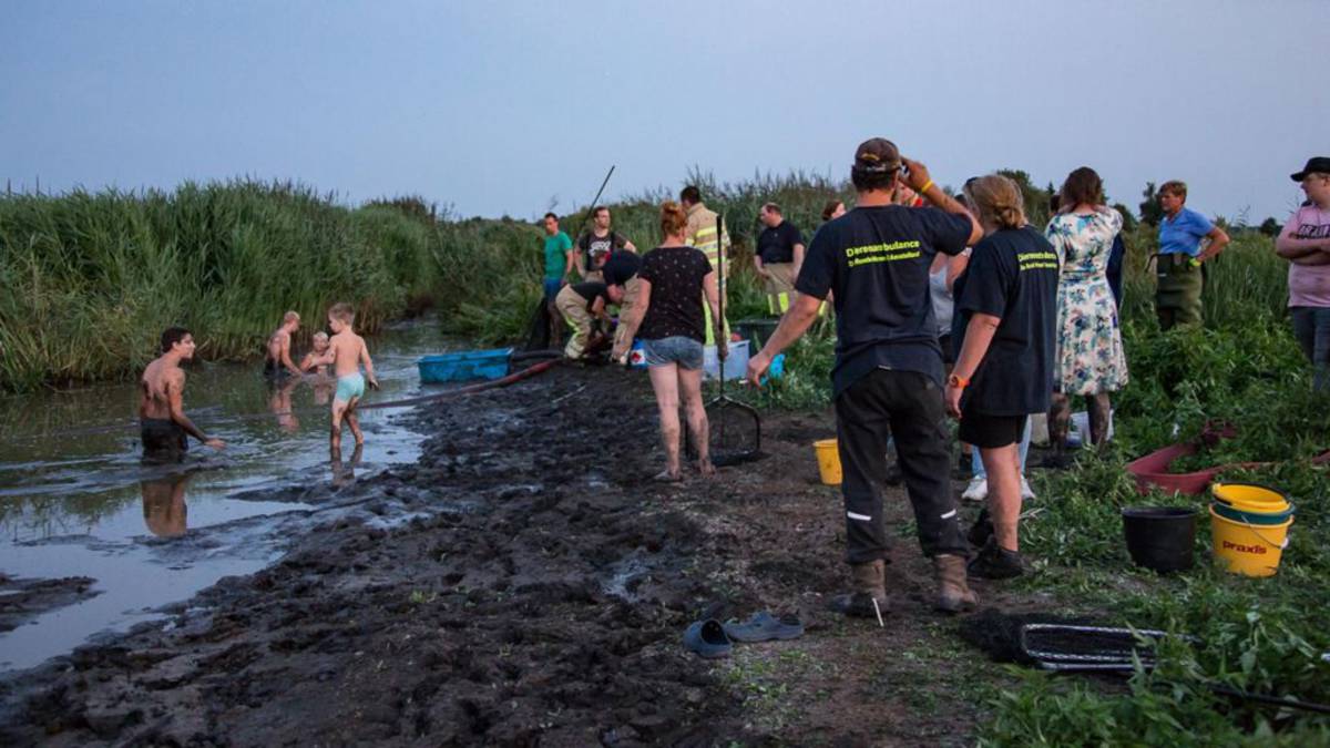 Waverveen loopt uit om gestroopte karpers te redden