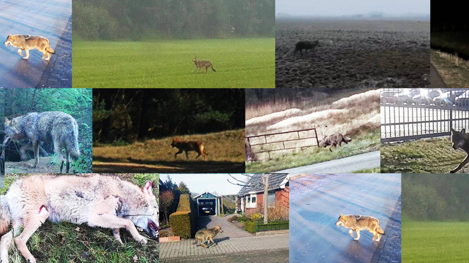 Waarom willen we eigenlijk wilde wolven in Nederland? | NOS