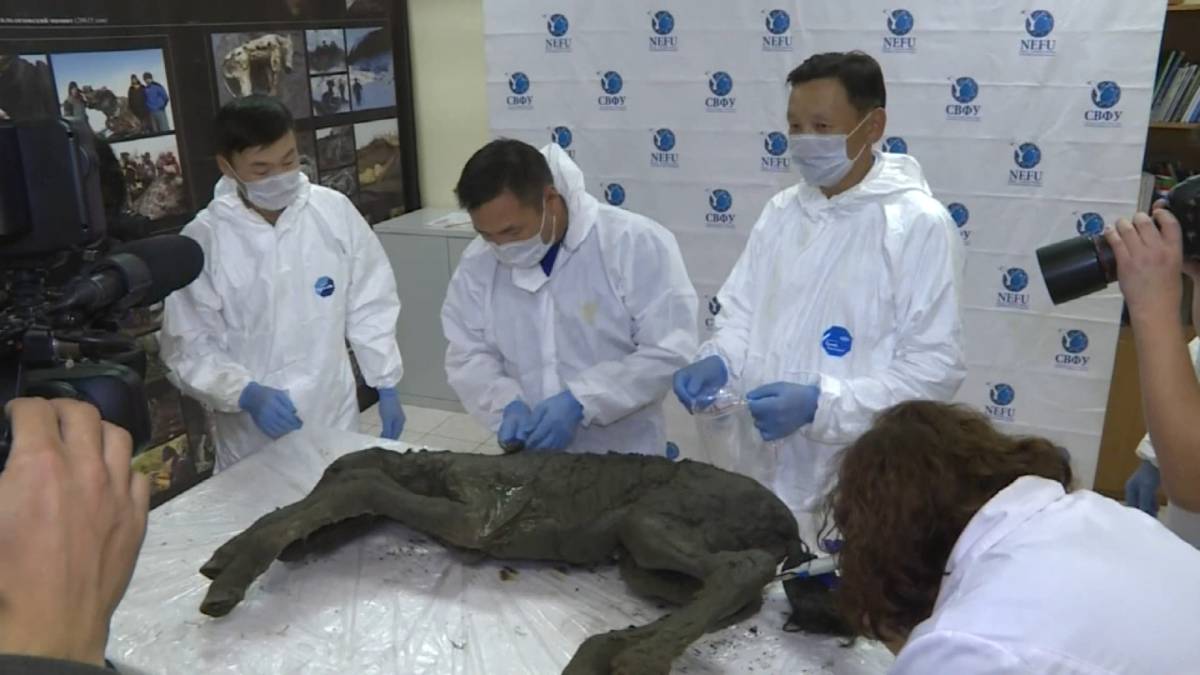 Perfect geconserveerd 40.000 jaar oud veulen gevonden in permafrost