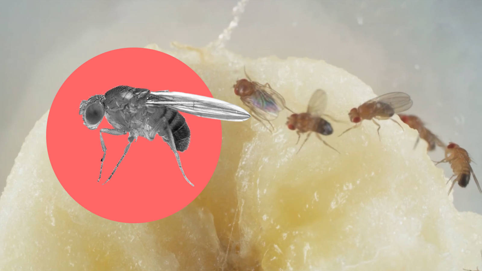 waarom zijn er zoveel fruitvliegjes