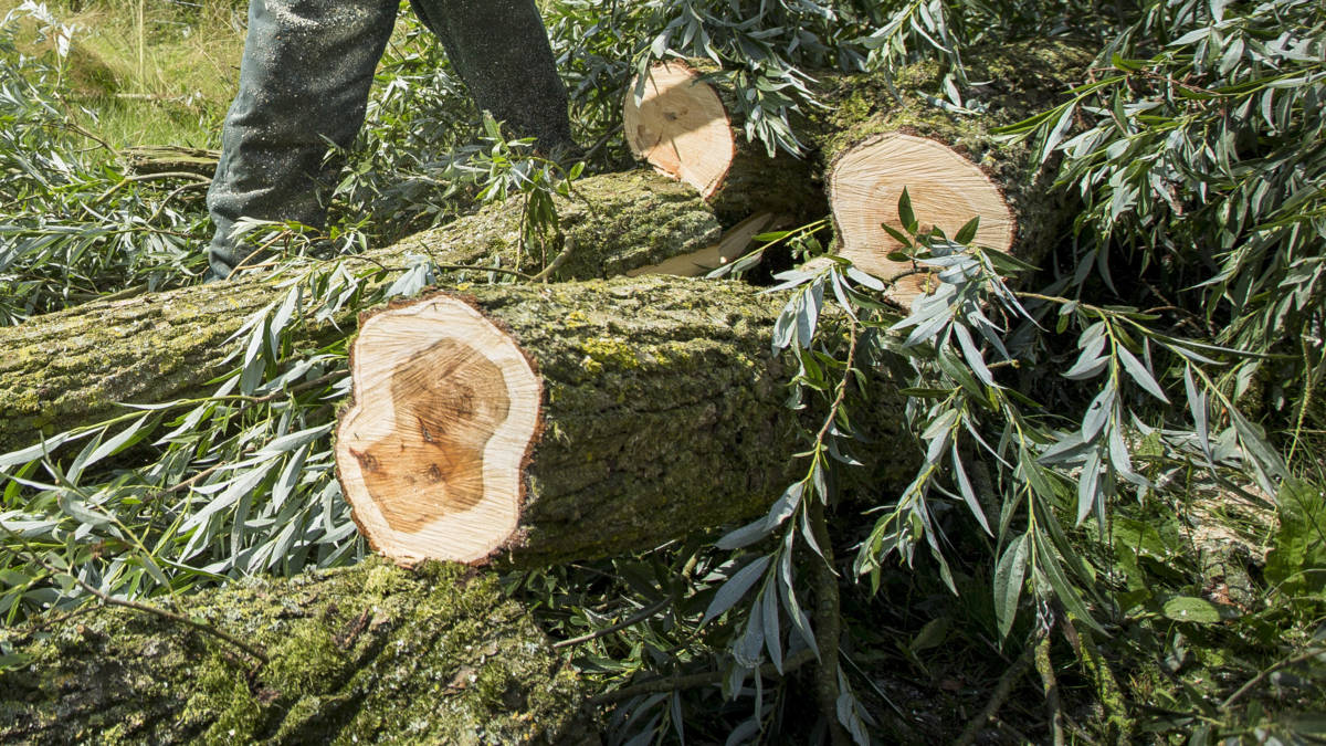 Oeps: 200 bomen per ongeluk gekapt