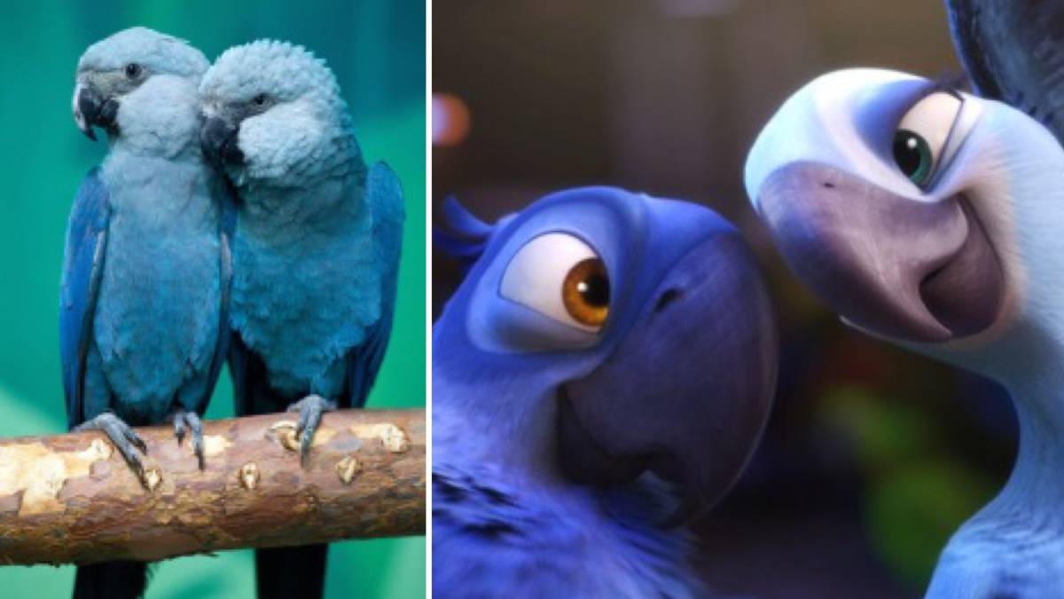 Blauwe vogel uit film 