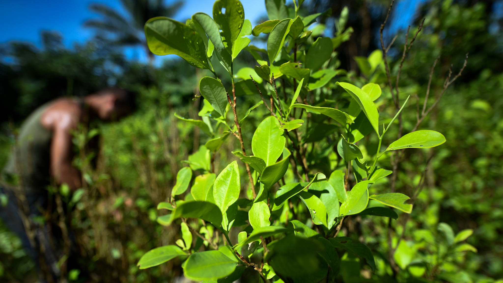 Cocateelt in Colombia nog nooit zo groot NOS