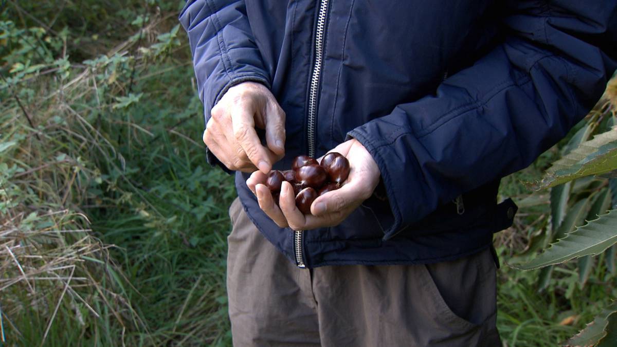 Het Voedselbos Landbouw Met Meer Winst Maar Zonder Gif En Kunstmest Nieuwsuur