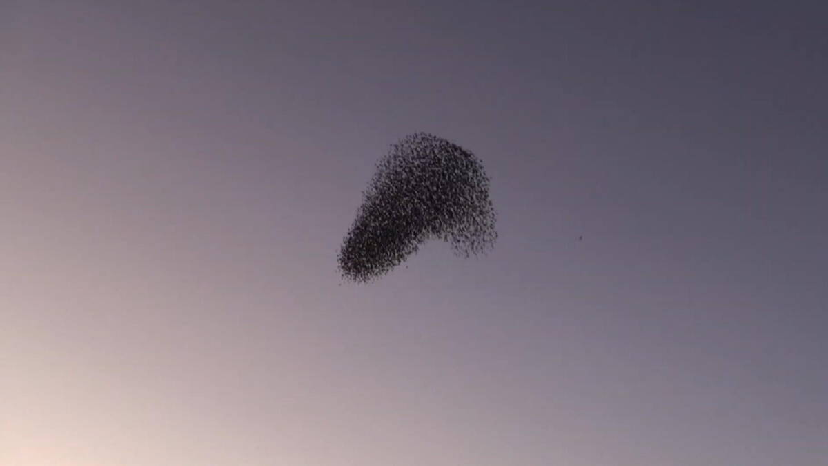 Indrukwekkende zwerm vogels in Friese Reduzum