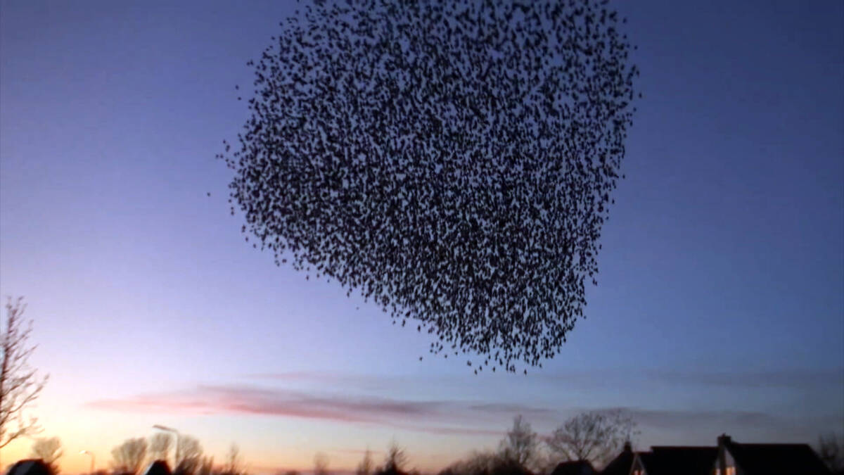 Mooie beelden van spreeuwenwolk opgejaagd door roofvogels