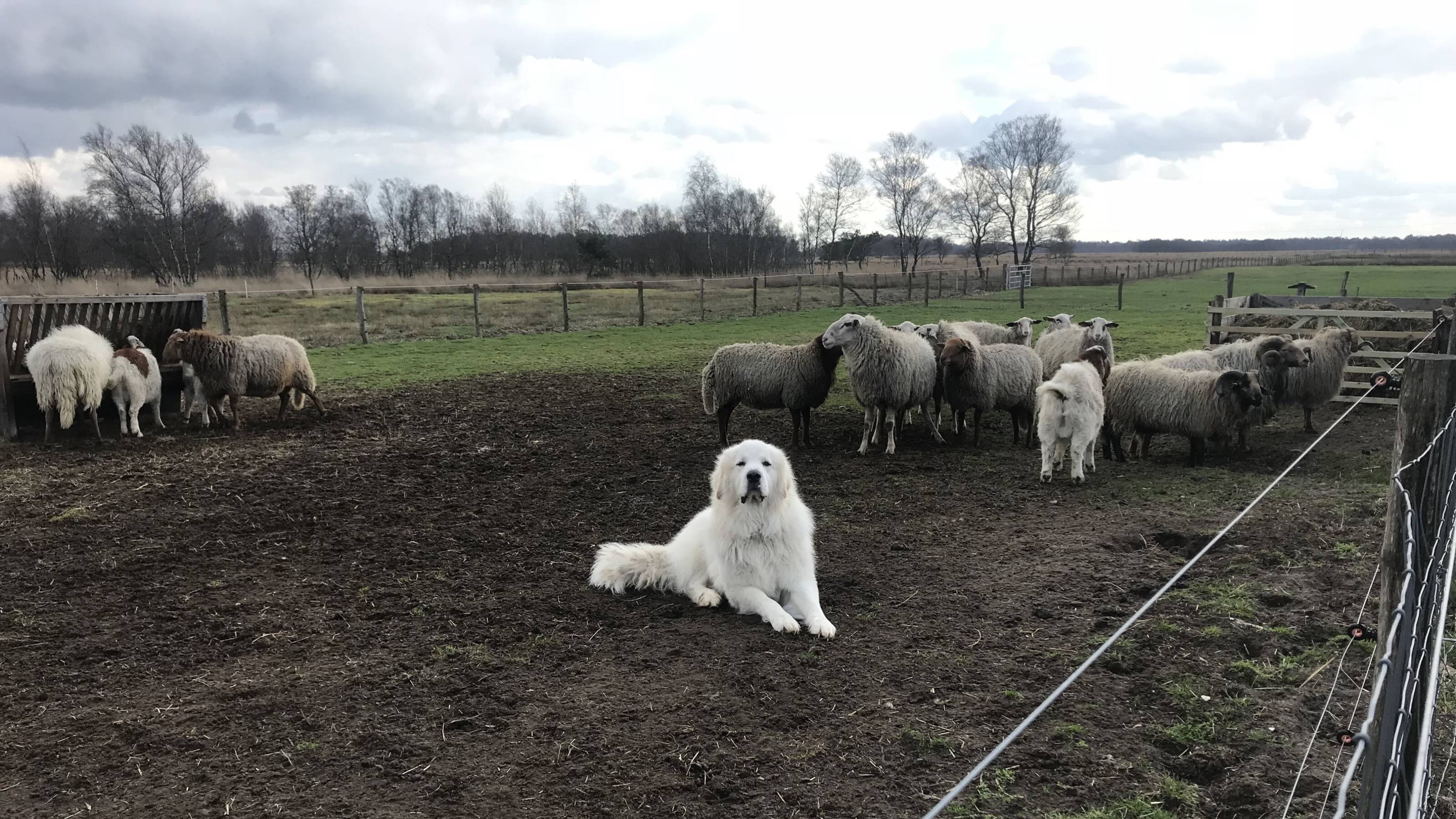 �Wolven zijn welkom in Overijssel�, maar provincie gaat �Wolven zijn welkom in Overijssel�, maar provincie gaat