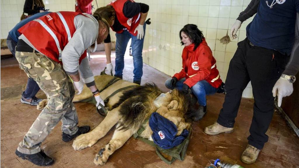 Geredde leeuw uit 'zoo from hell' Albanië doodgegaan in Friese opvang