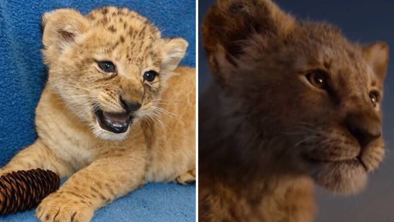 Simba van The Lion King bestaat echt! | NOS Jeugdjournaal