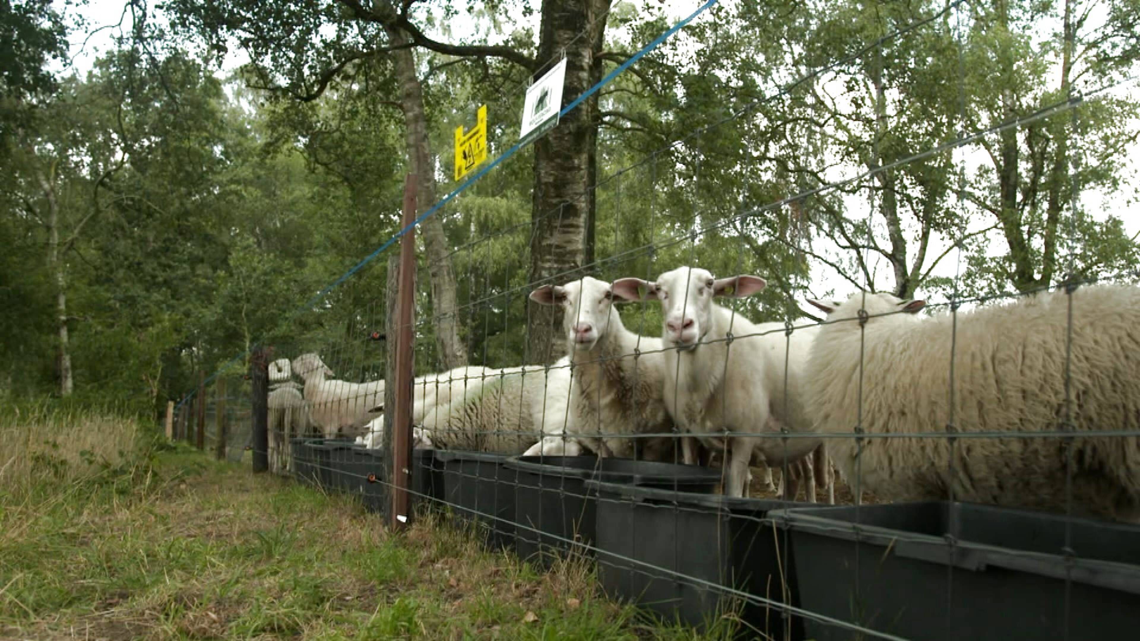 Wolf doodt 14 schapen op de Veluwe | NOS