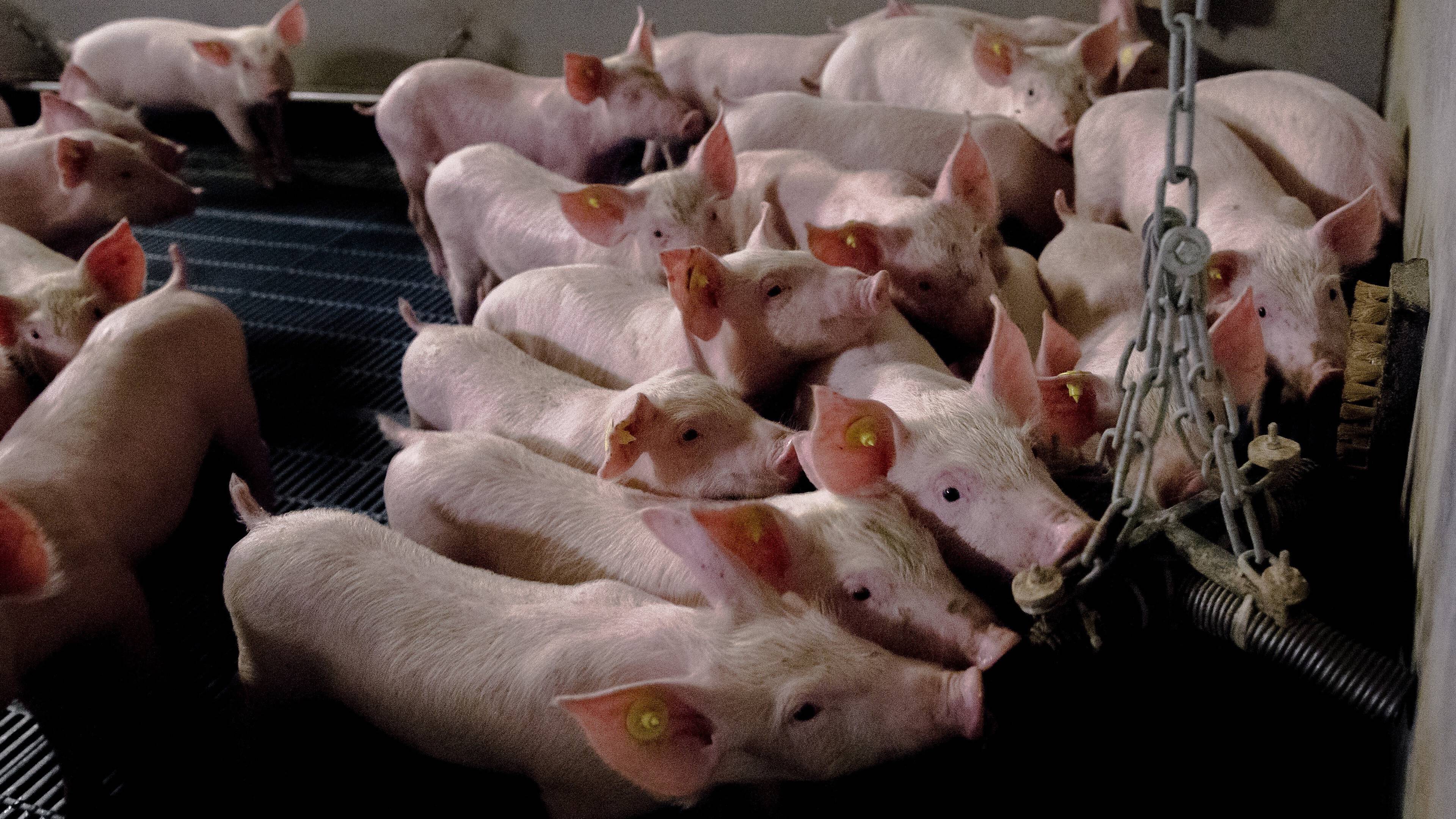 Miljoenen Varkens En Kippen Minder Hoeveel Stikstof Scheelt Dat Nos