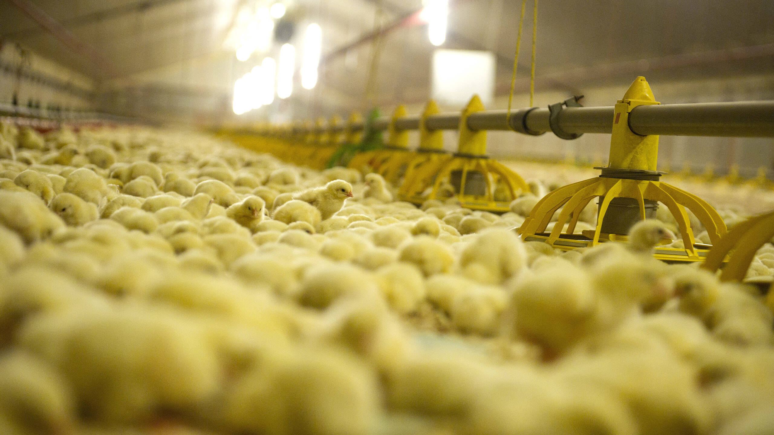 Miljoenen Varkens En Kippen Minder Hoeveel Stikstof Scheelt Dat Nos