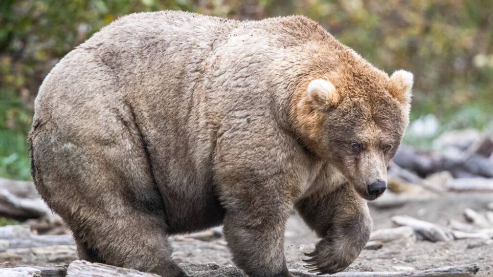 Holly (638 kilo) wint 'dikke beren week' in Alaska | NOS Jeugdjournaal