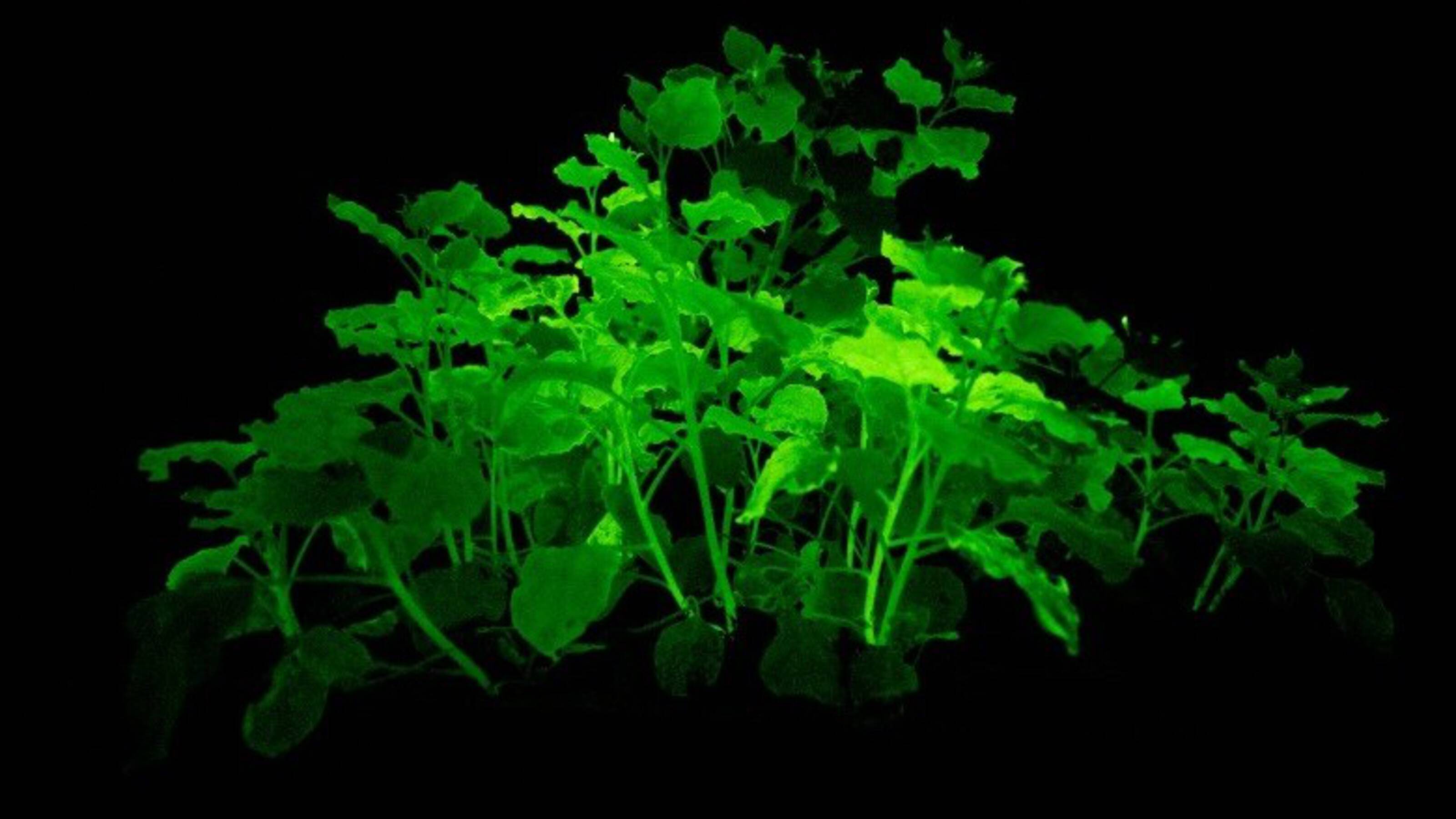 cyprs plante Cyprs chauve, conifre facile pour sol humide