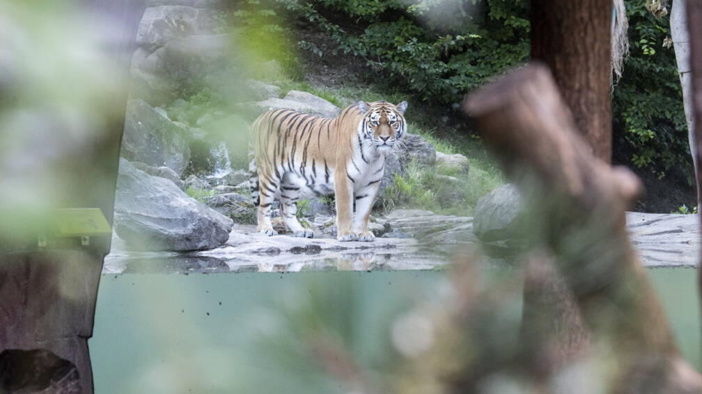 Verzorger omgekomen na tijgeraanval in dierentuin | NOS Jeugdjournaal
