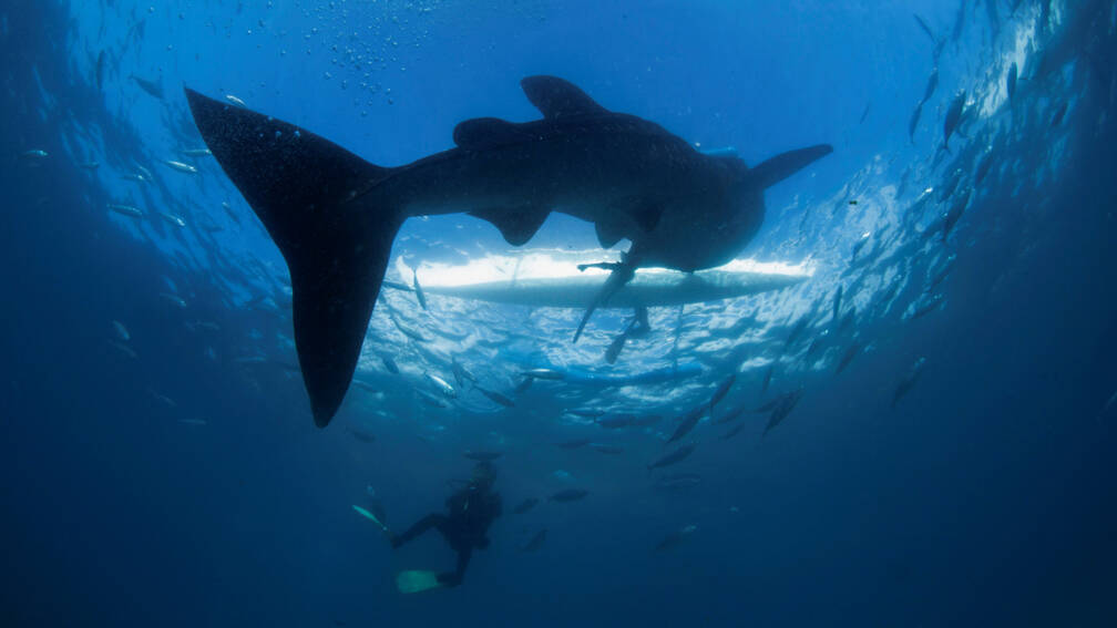 De vrouwelijke walvishaai is officieel de grootste vis ter wereld | NOS
