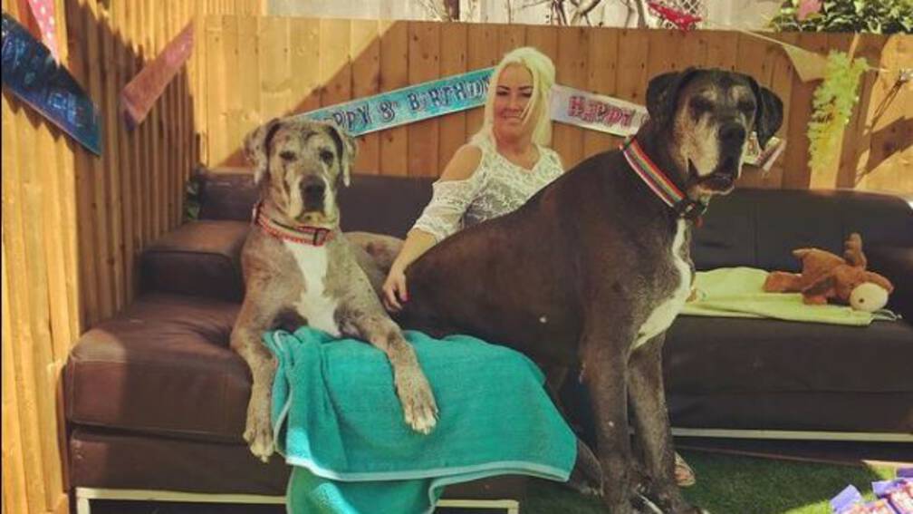 Grootste hond ter wereld overleden | NOS Jeugdjournaal