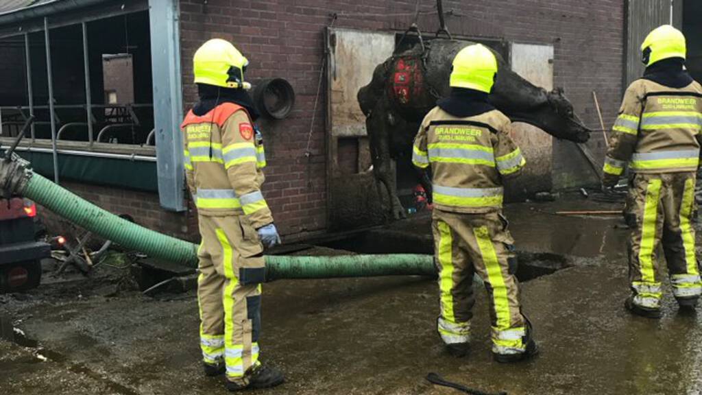 Brandweer dag lang druk met redden koeien uit gierkelder