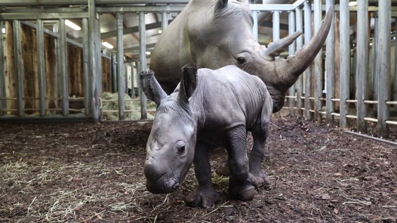 Bedreigde neushoornbaby geboren in Burgers' Zoo
