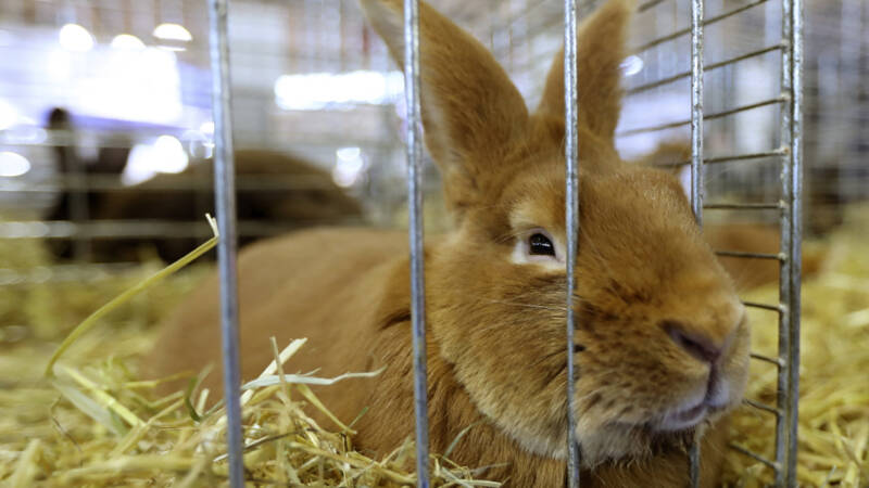 Komen er nieuwe regels voor het houden van huisdieren?