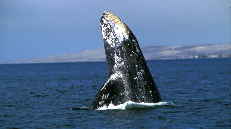 Grijze walvis zwemt recordafstand van 27.000 kilometer