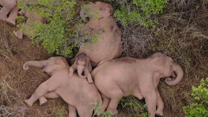 Miljoenen mensen volgen kudde olifanten in China, oorzaak van trek is mogelijk tragisch