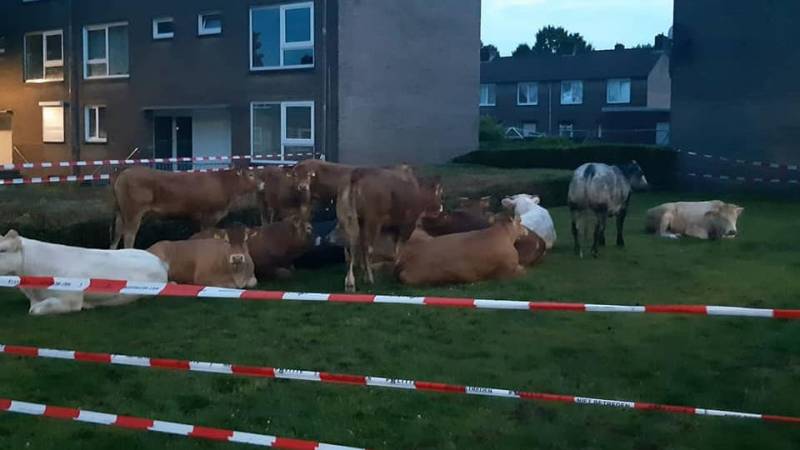 “HB, GN1.01 hier. Er lopen koeien op de Grote Markt.