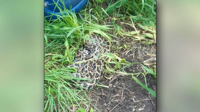 Man vindt tijgerpython langs de snelweg