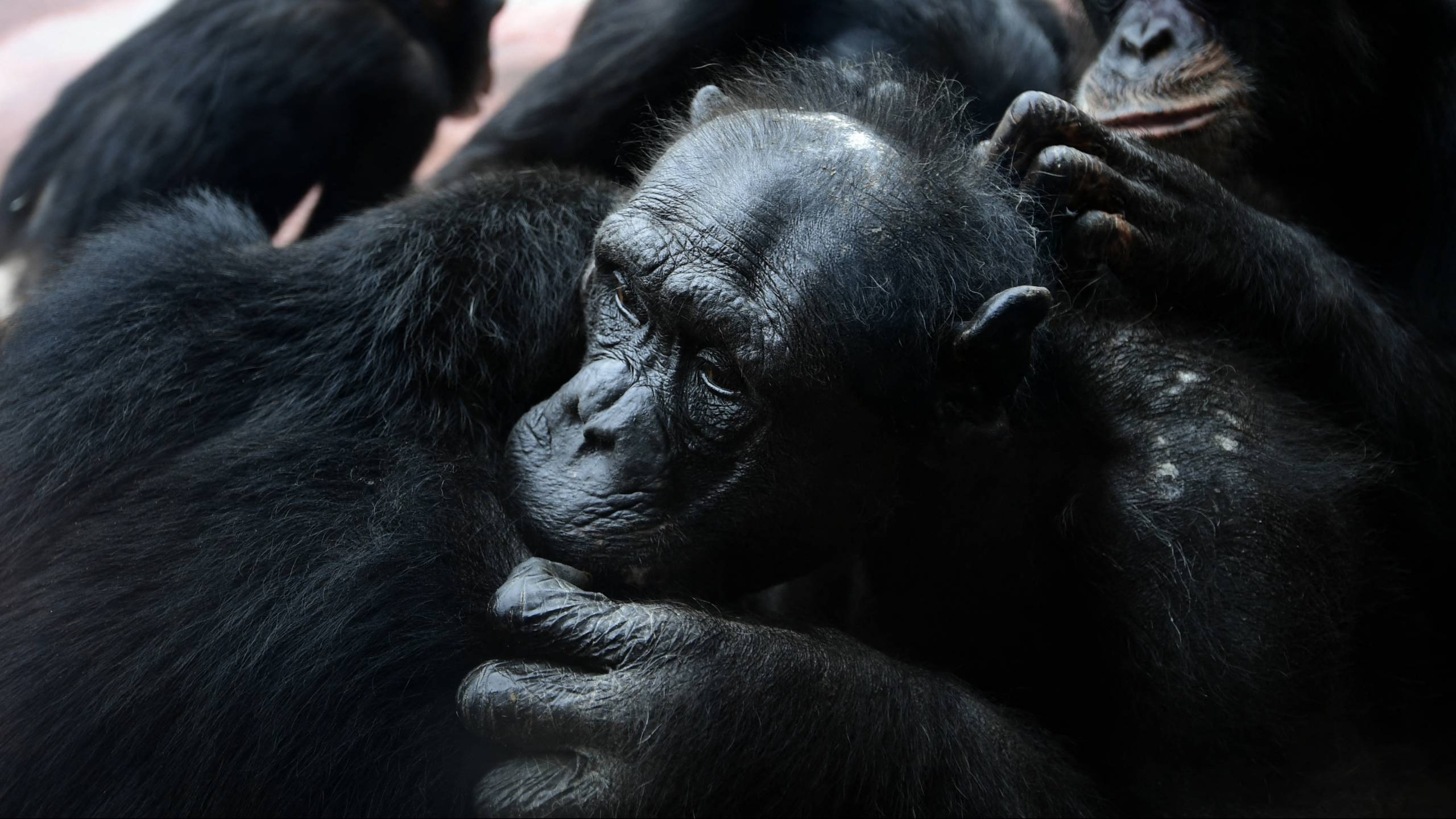 Ook apen begroeten elkaar en nemen afscheid, 'niet voorbehouden aan de mens' NOS
