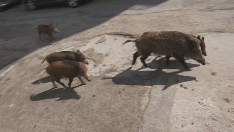 Overlast door wilde zwijnen in Rome