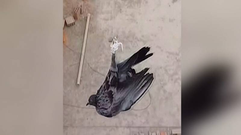 Duif wordt gered door een drone met een mes