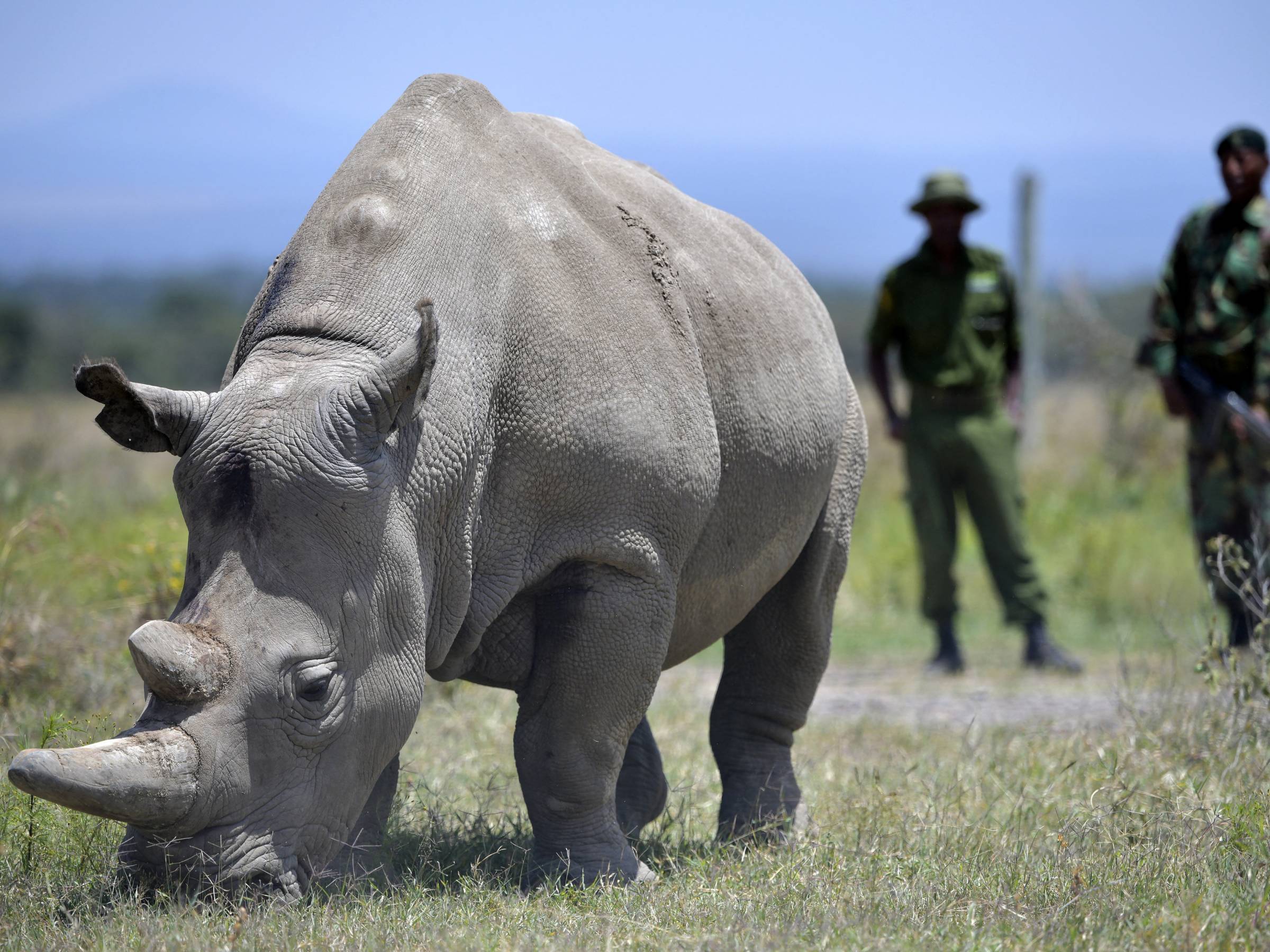 Neushoornsoort uitgestorven | Rangerclub