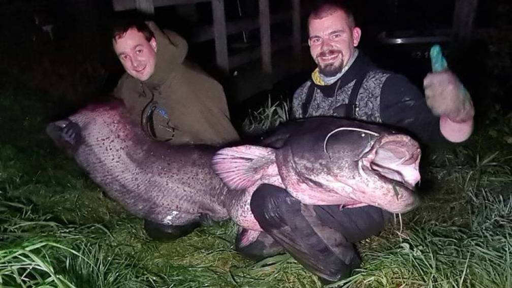 This Is The Biggest Fish Caught In The Netherlands Paudal