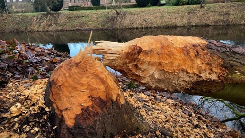 Bevers zetten hun tanden in eeuwenoude bomen bij Kasteel Amerongen | NOS