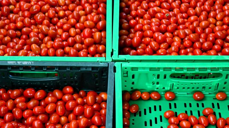 I supermercati olandesi amano combattere lo sfruttamento nella coltivazione del pomodoro in Italia
