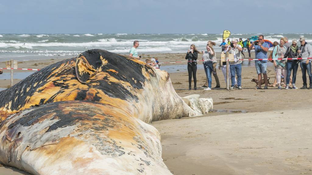 Vinvis die in 2017 op Texel strandde is grootste dier op Nederlandse