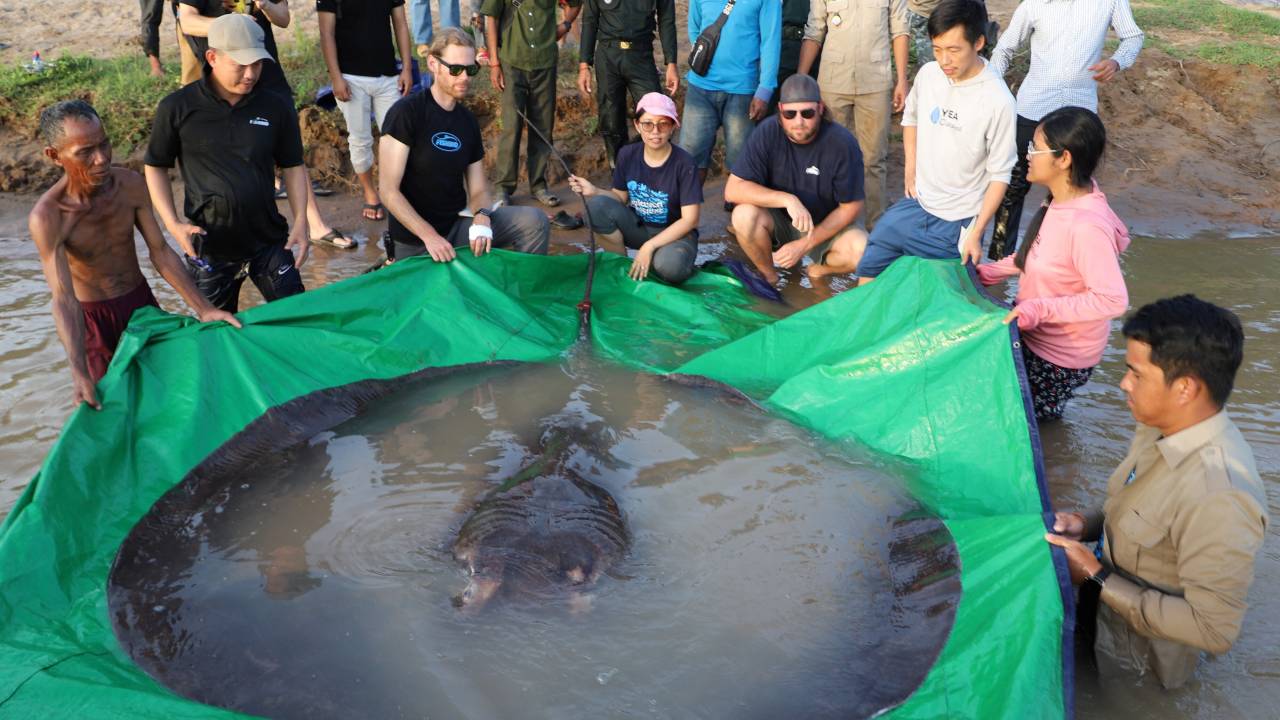 Vis Groot Grootste vis ooit gevangen: 300 kilo en 4 meter lang