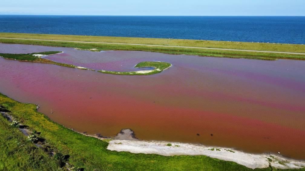 Wow: water op Texel is helemaal roze