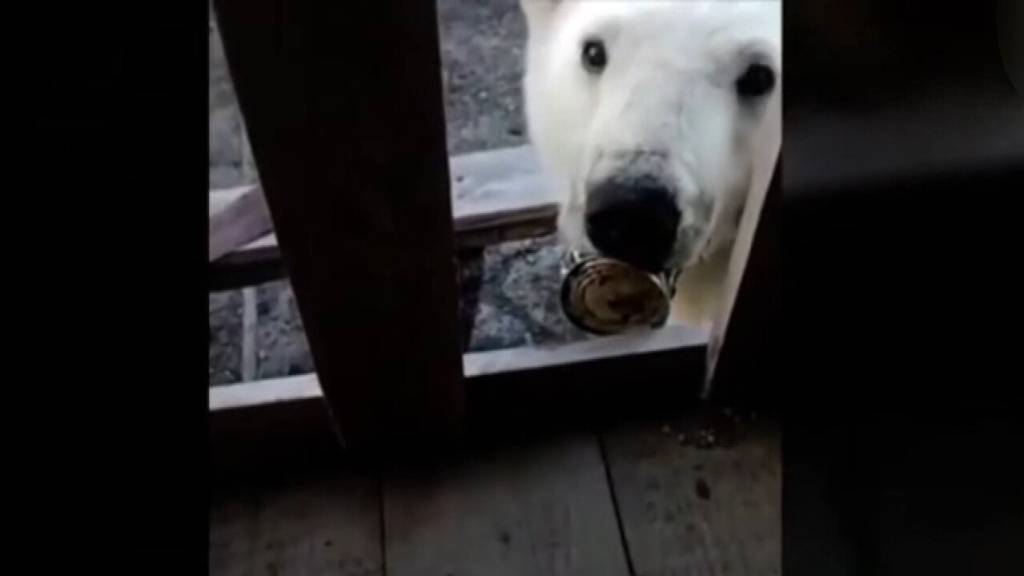 IJsbeer zit met tong vast in blikje (en wordt gered)