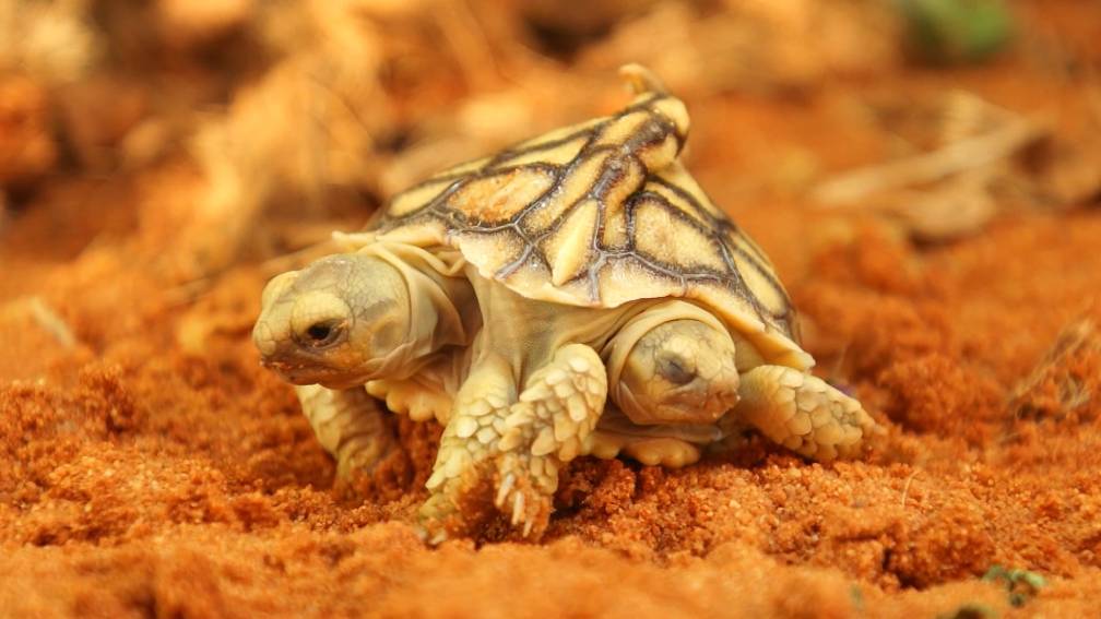 Huh? Dit schildpadje heeft twee hoofden en zes poten