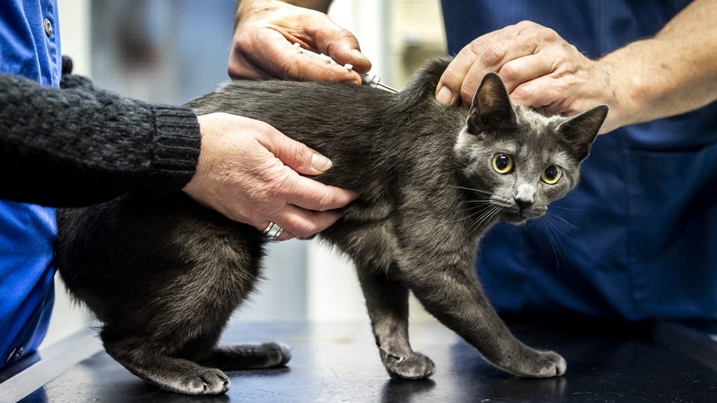 Handel in illegaal kattenmedicijn tegen covid opgerold in België - NOS