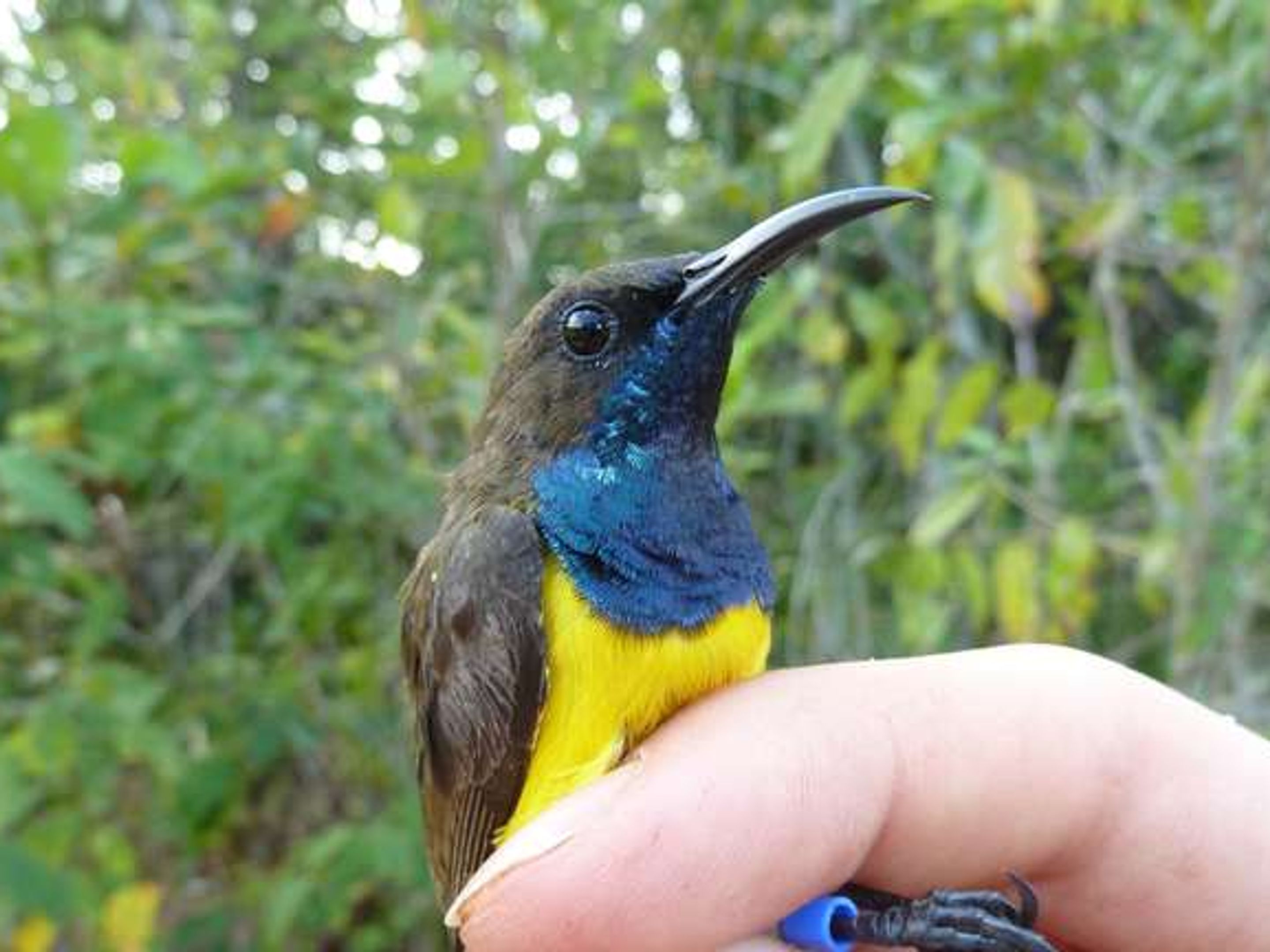 Birds Suloレモンscope Birds Suloレモンscope Birds Suloレモンscope