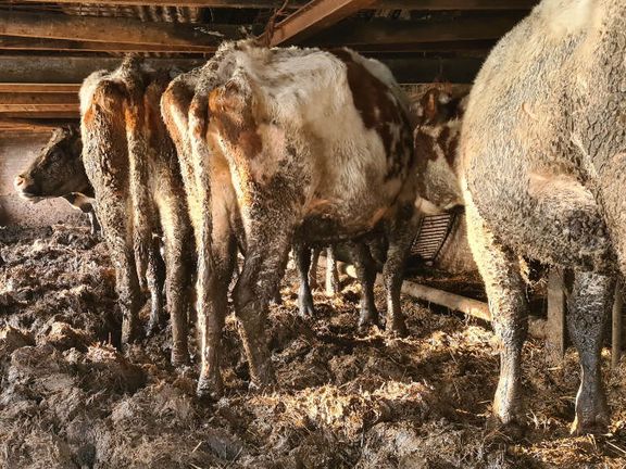 Koe Kraag, Verstelbare 4 Layer Canvas Kalf Kraag Tie Vee Kraag Nekband met 2 Rijen Metalen Gesp voor Paard Schapen Vee(#2