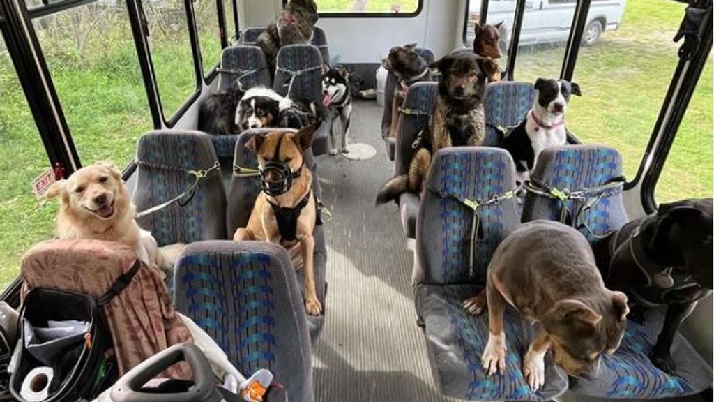 Waar gaat deze honden-bus naartoe?