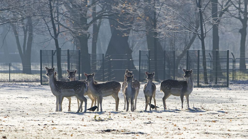 Herten op kinderboerderij en hertenkamp worden binnenkort verboden