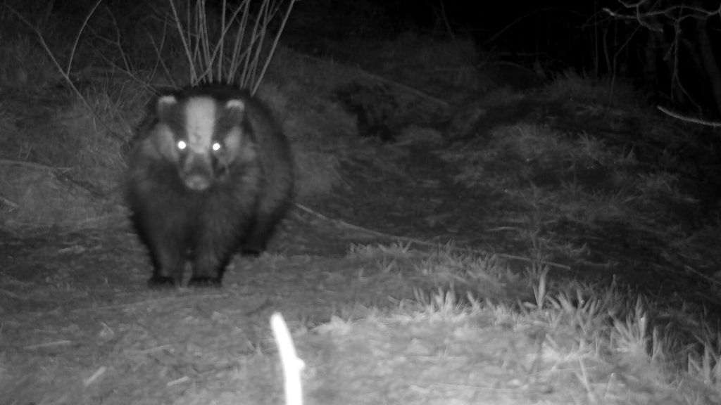 Hoe dassen het treinverkeer bij Molkwerum platleggen